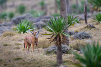 Ethiopian Wolf