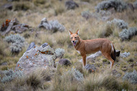 Ethiopian Wolf