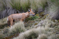 Ethiopian Wolf