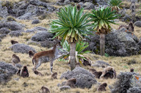 Gelada and Walia Ibex