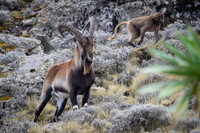 Gelada and Walia Ibex