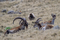 Gelada and Walia Ibex