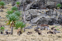 Gelada and Walia Ibex