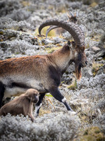 Gelada and Walia Ibex