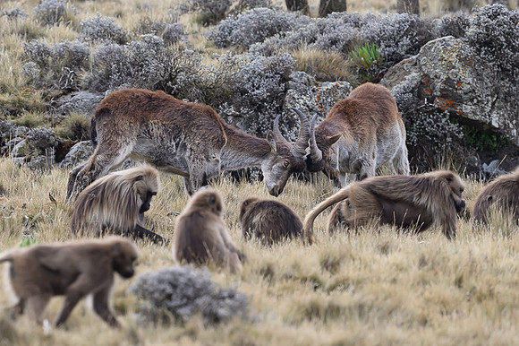 Gelada and Walia Ibex