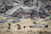 Gelada and Walia Ibex