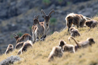 Gelada and Walia Ibex