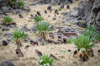 Gelada and Walia Ibex