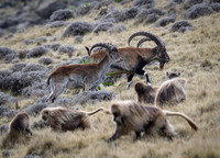 Gelada and Walia Ibex