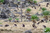Gelada and Walia Ibex