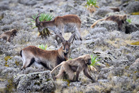 Gelada and Walia Ibex