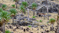 Gelada and Walia Ibex