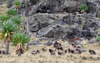 Gelada and Walia Ibex