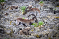 Gelada and Walia Ibex