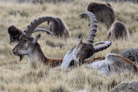 Gelada and Walia Ibex