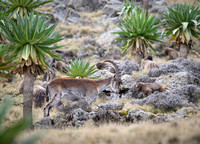 Gelada and Walia Ibex