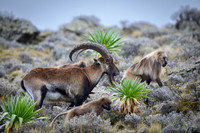 Gelada and Walia Ibex