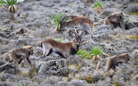Gelada and Walia Ibex