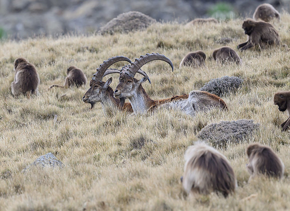 Gelada and Walia Ibex