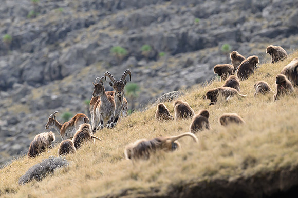 Gelada and Walia Ibex
