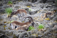 Gelada and Walia Ibex