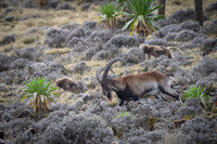 Gelada and Walia Ibex