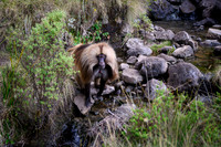 Gelada monkey
