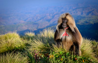 Gelada monkey