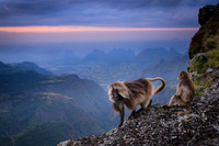 Gelada monkey