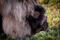 Gelada monkey