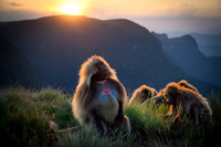 Gelada monkey