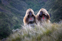 Gelada monkey