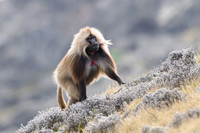 Gelada monkey