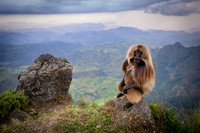 Gelada monkey