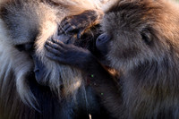 Gelada monkey
