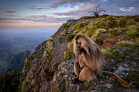 Gelada monkey