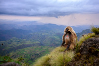 Gelada monkey
