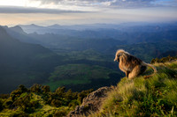 Gelada monkey