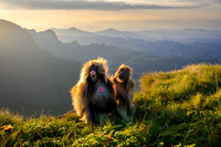 Gelada monkey