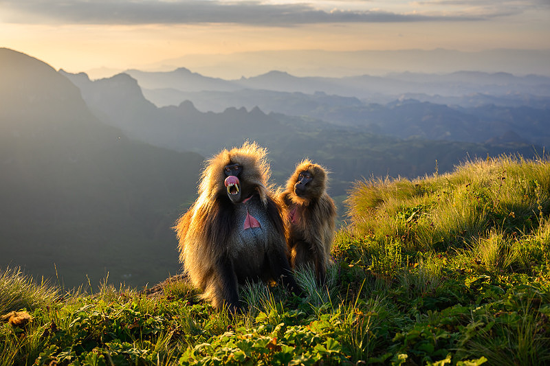 38灯 NATURAL MOUNTAIN MONKEYS NATURAL MOUNTAIN MONKEYS 38灯セット