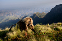Gelada monkey
