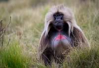 Gelada monkey