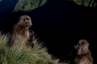 Gelada monkey