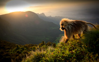Gelada monkey