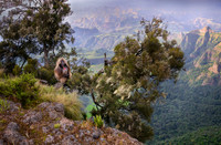 Gelada monkey