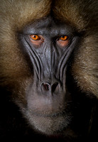Gelada monkey