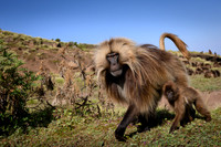 Gelada monkey