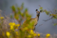 Klipspringer