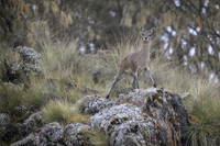 Klipspringer
