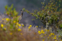 Klipspringer